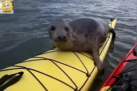 可爱的海豹应该是想和人类交朋友，你们觉得呢？