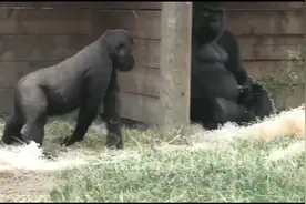 这才是真正的“拳击”比赛，强壮银背大猩猩决斗，真的猛！视频封面