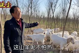 30多年经验的养羊大叔：山羊与绵羊的区别是啥？到底哪个更赚钱？