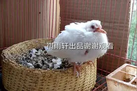 魔术专用鸽子（白斑鸠）宝宝成长日记 点击视频下方了解更多