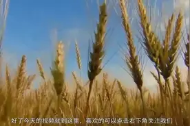 河南洛阳发现隋唐粮仓，仓内粮食历经千年不腐，竟还能发芽结果！