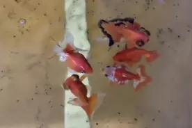 金鱼的体表和腹部为什么会出现红血丝，一定是内外寄引起的吗？