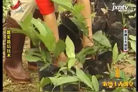 莲雾3：莲雾的栽植需要讲究方法，栽植一个月后进行适当的补植