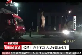 安徽郎溪：惊险！刹车不及 大货车撞上水牛视频封面