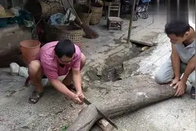 种了20年的海南黄花梨树直径才18cm，现场锯开看芯材有多大