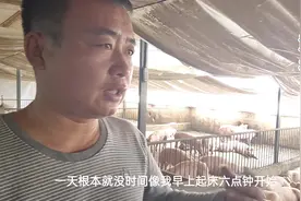 农夫分享小猪到大猪，一天喂多少顿比较合适，一餐间隔多久饲喂