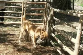 中亚牧羊犬VS坎高犬，中亚30秒不到就将坎高犬碾压在地上！视频封面