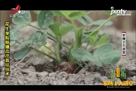 花生栽培5：60%的幼苗顶土鼓膜时破膜放苗，苗出齐后要清棵补种视频封面