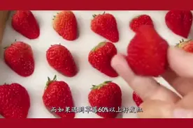 草莓到底有没有打膨大剂，教你一招轻松辨别