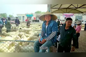 鄂尔多斯最大的活羊交易市场，羊价贵为什么还好卖，牧民说出实话视频封面