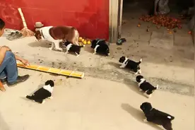 小狗崽满月了 边牧和土狗串的很像边牧 跟着狗妈妈后面屁颠屁颠的视频封面