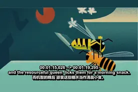 蜜蜂中有蜂王，你知道是怎样诞生的吗？原来也是大自然的优胜劣汰视频封面