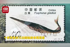 记得这枚50分邮票吗？长江白鲟灭绝！网友：珍贵记忆从此只在画里