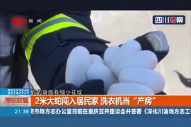 湖南：不速之“客”！2米大蛇闯入居民家，洗衣机当“产房”视频封面