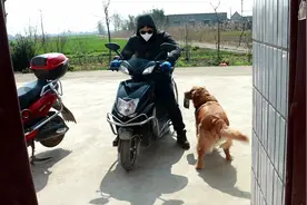 金毛看到主人回来，立马叼碗跑去迎接看有没有吃的，成精了