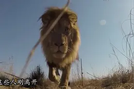 狮子会主动攻击人类么？用假人做实验，镜头记录惊险过程！视频封面