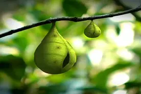 科普昆虫：从小毛毛虫到化蛹成蝶，蝴蝶这一生真是太美！
