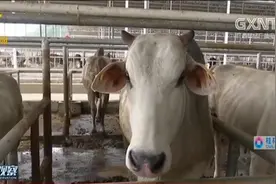 崇左龙州县结合资源特色，甘牛产业齐致富，粤桂携手奔小康视频封面