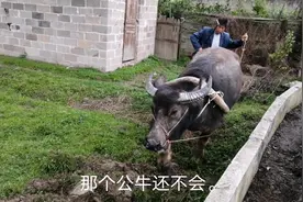 老母牛怀孕了还要耕地，可春耕啊！下辈子别再投胎到这苦命的地方