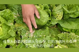 农村大白菜得了“白斑病”等，别急！掌握以下2点可让你轻松去除视频封面