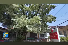 美翻了！济南南部山区千年流苏花开正盛，“茂”如白雪花香四溢