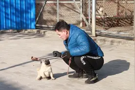 狗子总是上蹿下跳，让人苦恼不已，养犬小伙教你如何训练狗狗定力