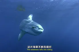 翻车鱼邀请半月鱼和海鸥，为其清理身上的寄生虫