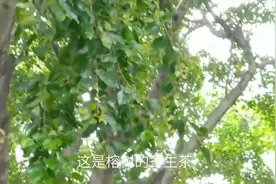 百灵姐发现了这棵树上有宝贝。你们知道它的药用价值吗？