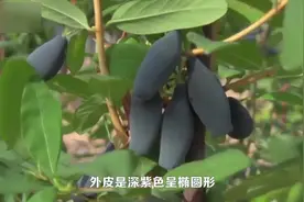 农村这种山茄子口感独特，具有很高的营养价值，很多人都没见过！