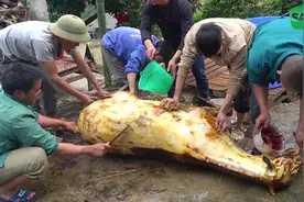村民过节宰马，马血生吃，你敢这样吃吗？