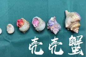 壳老板教你养寄居蟹—常见寄居蟹品种