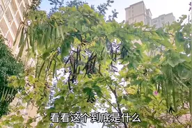 这种树上长满了豆角但不像皂荚树，这个是什么树呢？这个能吃吗？