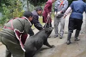 四川农村杀二代野猪，谁料这猪太凶猛，宰杀途中差点逃跑视频封面