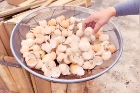 鸡蛋壳也能做养花的肥料，但不能直接使用，要不会带来害处视频封面