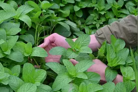 山野湿地的“野薄荷”，药用与食用价值了解吗？一起认知下吧