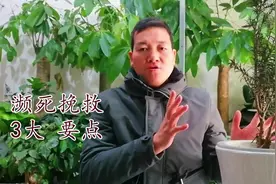 高手养护红豆杉：都从5点入手，养一盆活一盆