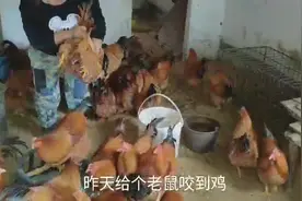 老鼠多次走进鸡场咬鸡，看看怎么办