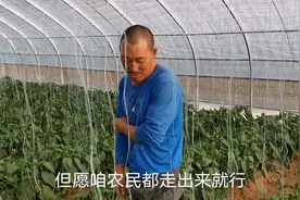 张家口崇礼是全国最大的越夏彩椒生产基地，就要上市了，长势很好视频封面