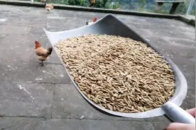 四川农村用大米喂鸡和鸭子，每次要吃这么多，难怪都喜欢买饲料喂