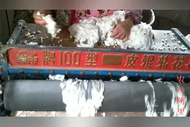 原来棉花是有仔的，大家知道怎么去除的吗？太厉害了！