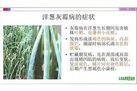 连续阴雨天气洋葱必须注意灰霉病的防治视频封面