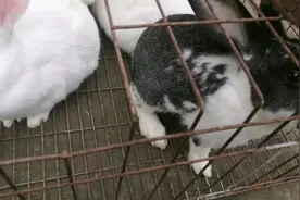 一只“熊猫兔”卖好几百块，今天给大家说说，千万别上当视频封面