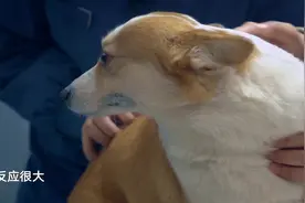 宠物医院2：曾被“亲爹”扔进四米雪地！肾阴虚柯基遗憾告别球场视频封面