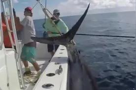 海上钓鱼，三个人才可以拉起来的大鱼，太厉害了吧视频封面