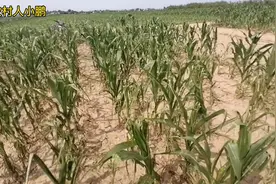 冰雹砸过玉米苗后，苗子已经千疮百孔，估计今年够呛了。视频封面