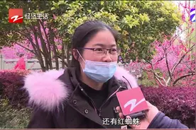 杭州：景观树上挂“虫袋”，树木为啥会挂虫子？其中大有门道！