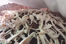 看农村小伙把挖来的笋怎么制作成甘笋，记录全过程，效果怎样