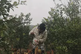 大学生回家养了三个月的鸡，来看看三个月的鸡长了多大