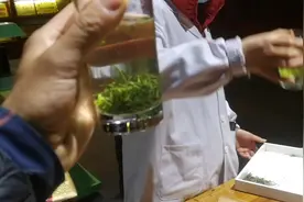 绿茶我们泡出来是黄色的，师傅泡出来是绿的，原来是水温问题。视频封面