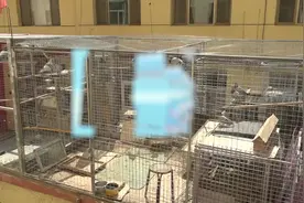 临河一市民在居民楼养鸽子，邻居开窗直呼“臭气熏天”…图片